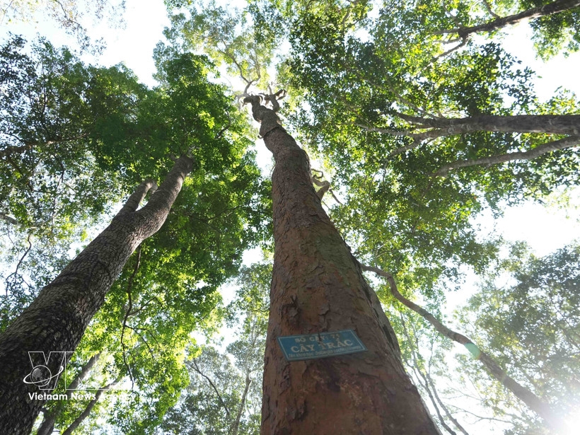 Vietnam highlights forests’ role in sustainable growth on Int'l Day of Forests